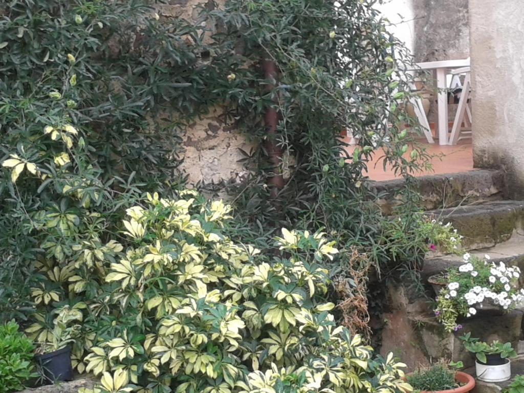Bed & Breakfast Casa Pisanu Narbolia Ngoại thất bức ảnh